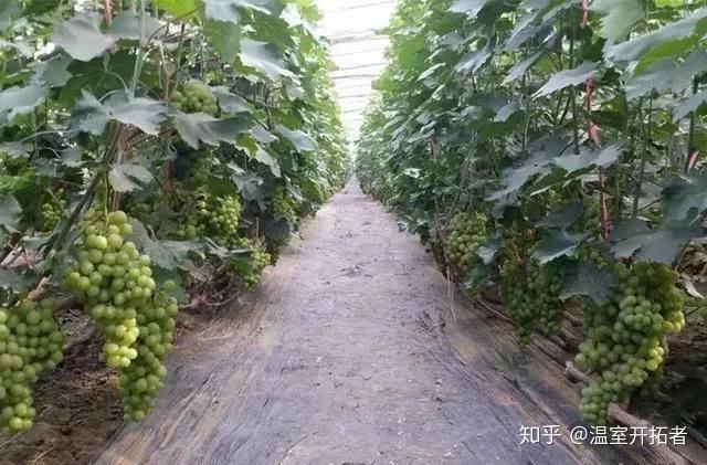 探索自然美景之旅，最新葡萄大棚種植模式揭秘