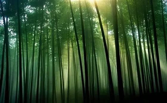 最新美文音樂微場景，視聽盛宴的綻放與深遠(yuǎn)影響
