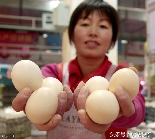 周口雞蛋今日最新價(jià)格，勵(lì)志故事背后的雞蛋價(jià)值探索