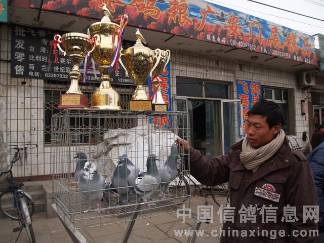 北京鴿市繁榮景象與發(fā)展趨勢揭秘，最新動態(tài)與未來展望