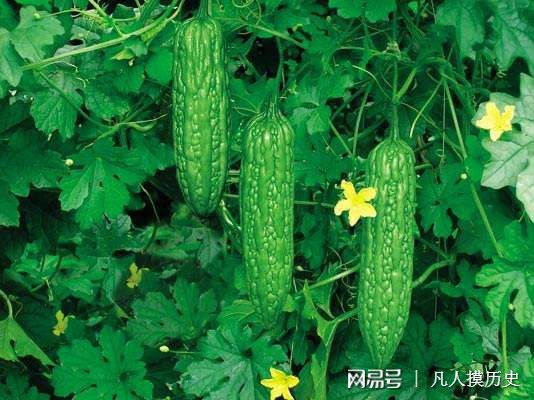 苦瓜最新網(wǎng)站，探索自然美景，尋找內(nèi)心寧靜的輕松之旅