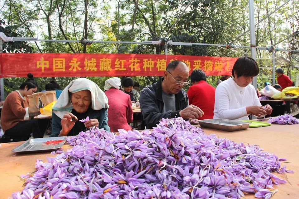 亳州白芷行情深度解析，市場走勢及行情概覽