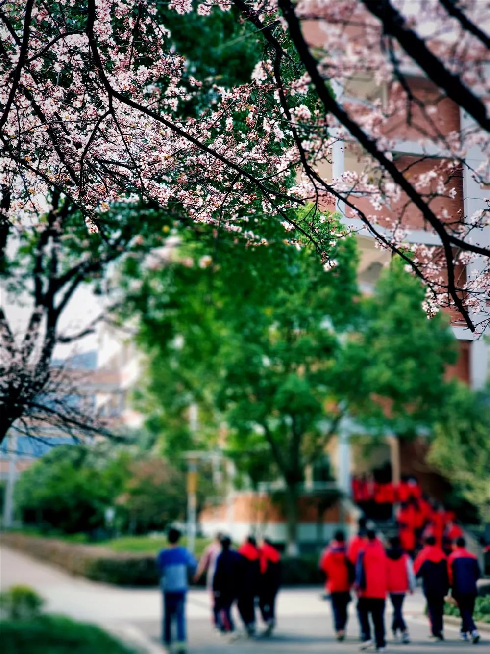校園風(fēng)采新照，展現(xiàn)青春風(fēng)采的照片集錦