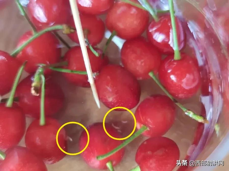 射洪上市公司，小巷深處的獨特風(fēng)味揭秘