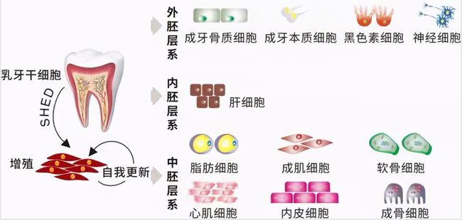 牙齒再生前沿技術，重塑微笑的秘密武器探索