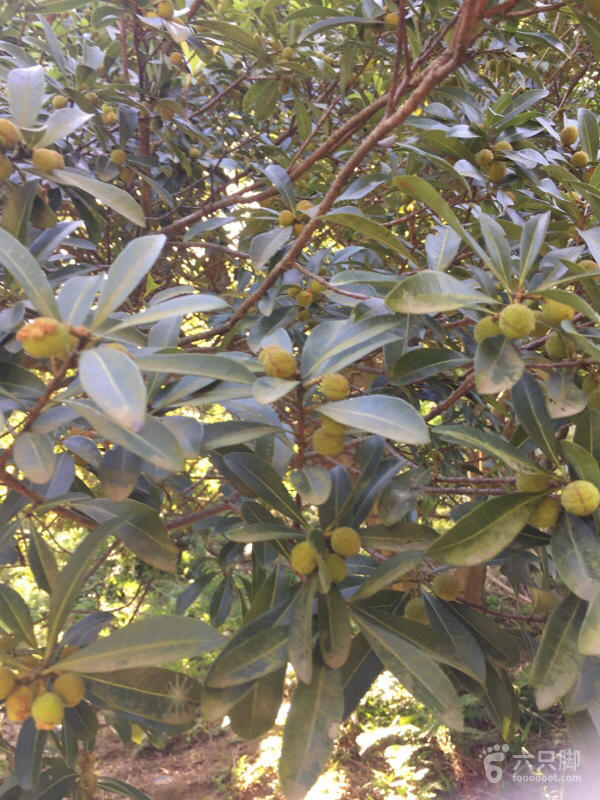 橫河大山搬遷最新動態(tài)，力量重塑與未來希望