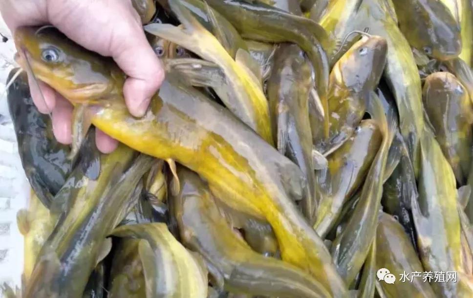 鮰魚價(jià)格變遷背后的故事，行情變化中的自信與成就感探尋
