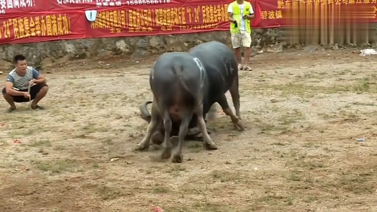 貴州斗牛傳奇篇章，回顧2017年斗牛比賽的精彩瞬間