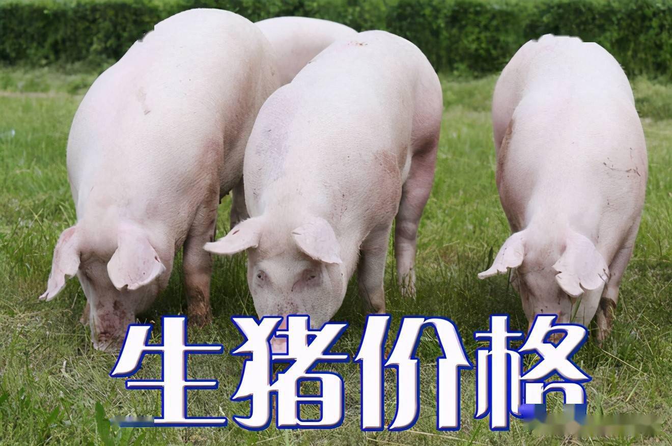 濰坊今日生豬價(jià)格探索，一場綠色之旅尋找內(nèi)心平靜