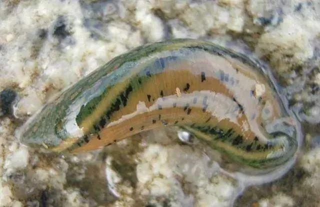 石斑魚孵化技術(shù)革新詳解，從入門到精通的孵化指南