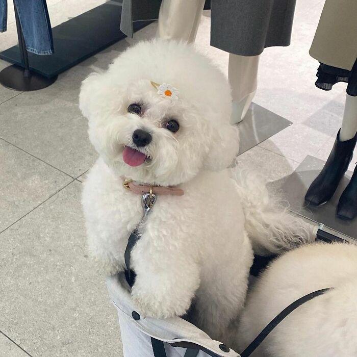 小巷中的寵物奇緣，比熊犬的價格探秘