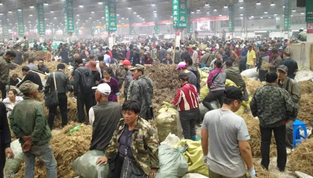 萬良人參市場最新動(dòng)態(tài)揭秘，日常奇遇與溫情紐帶