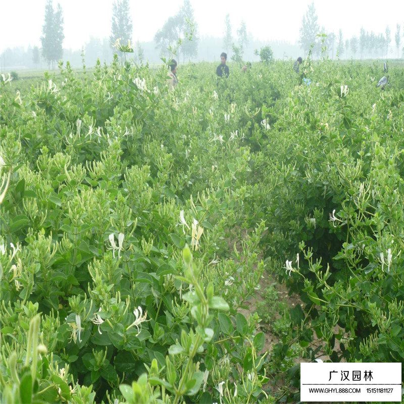 金銀花最新行情與機(jī)遇，價(jià)格變動(dòng)中的自信與成就感之源