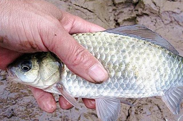 高科技智能魚(yú)探設(shè)備引領(lǐng)海洋探索新時(shí)代，最新魚(yú)訊速遞