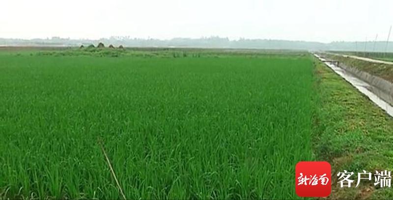 澄邁最新動態(tài)，自然美景探索之旅，尋覓內(nèi)心平和與寧靜的旅程