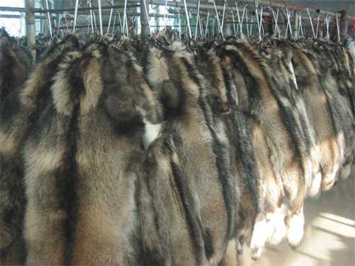 貉皮最新價(jià)格行情動態(tài)更新
