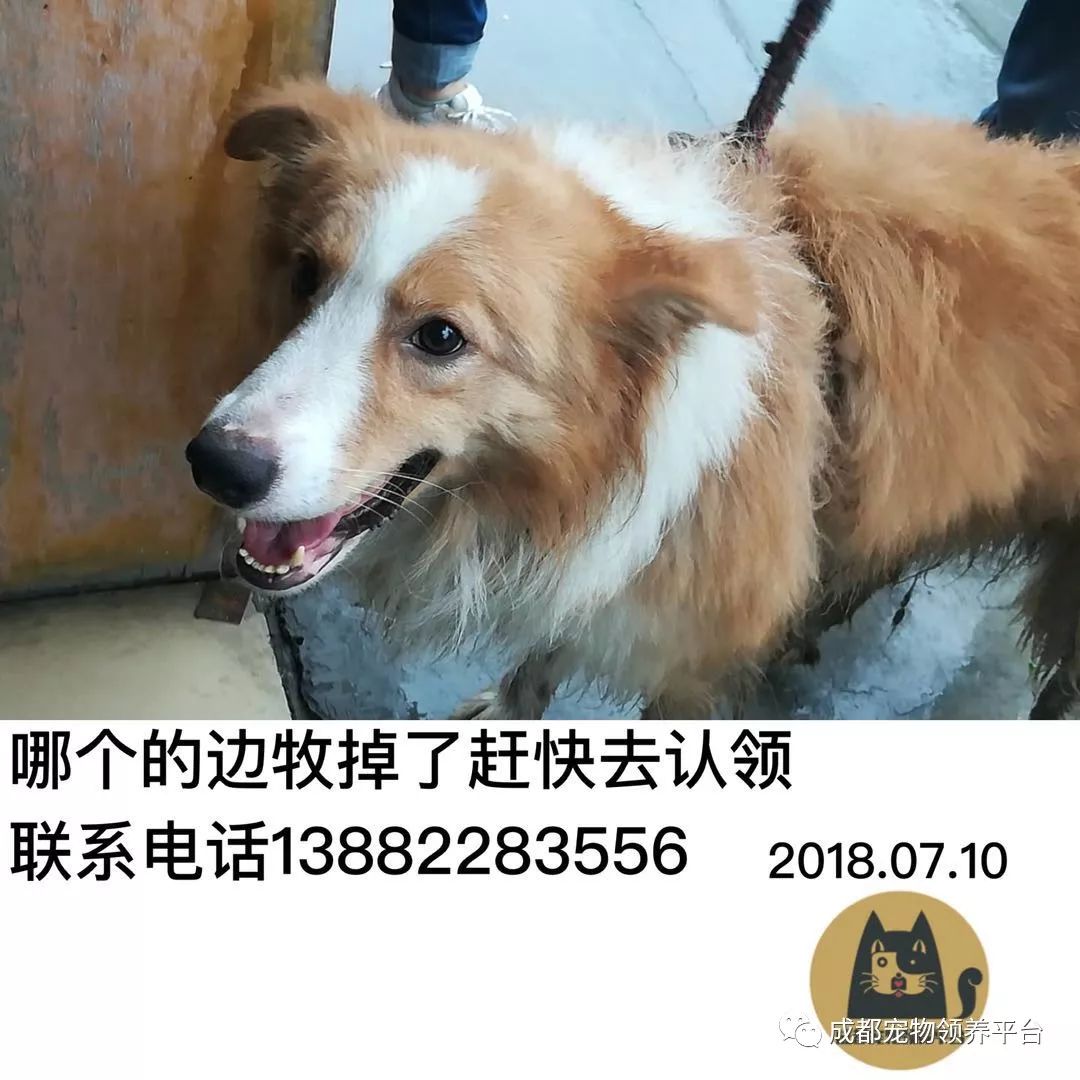 成都最新尋狗記，巷弄深處特色小店中的尋寵之旅