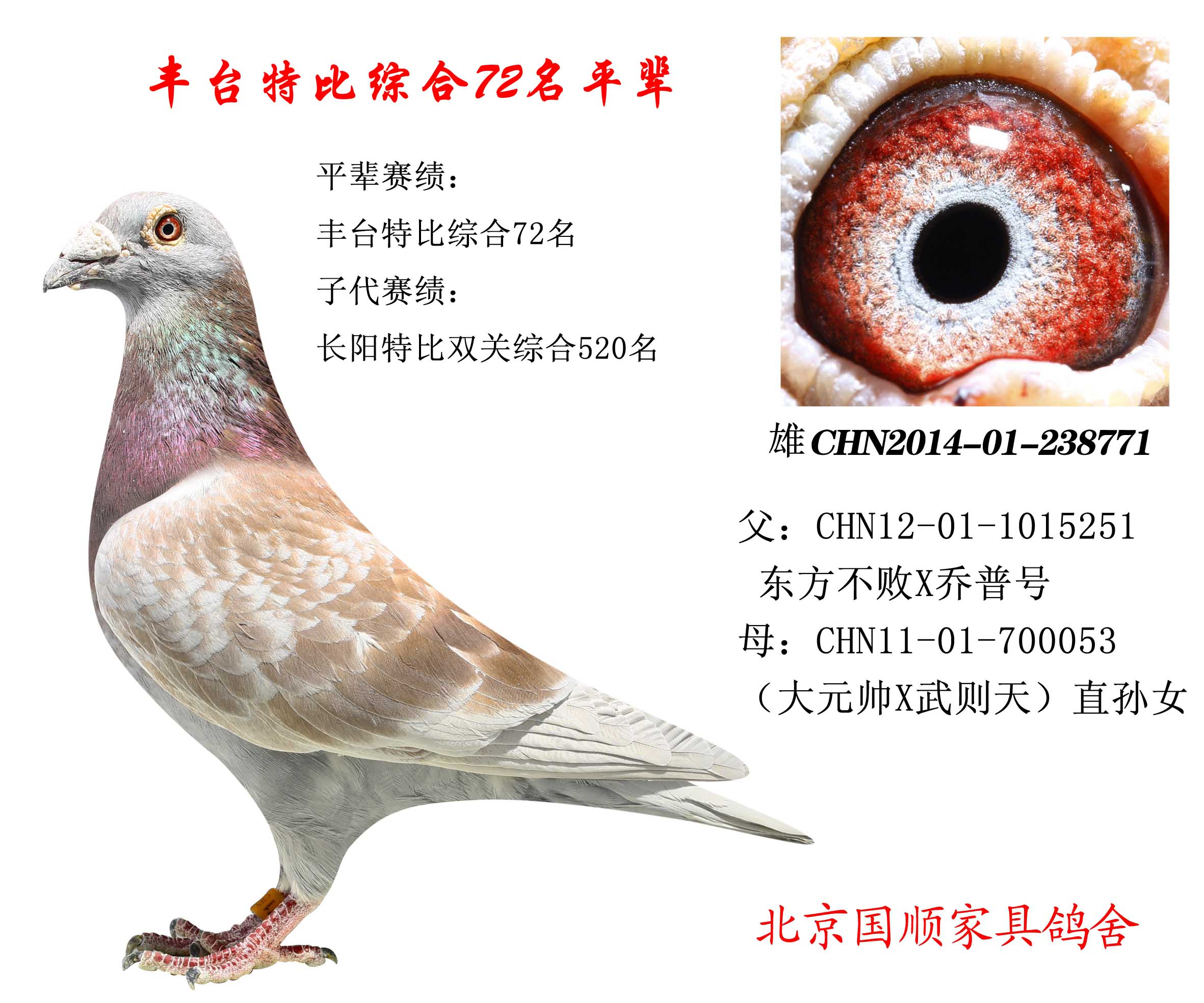 豐臺(tái)信鴿最新賽事指南，參賽步驟與賽事概覽