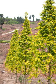 最新彩葉樹種種植與養(yǎng)護(hù)指南，從選種到養(yǎng)護(hù)一步到位！