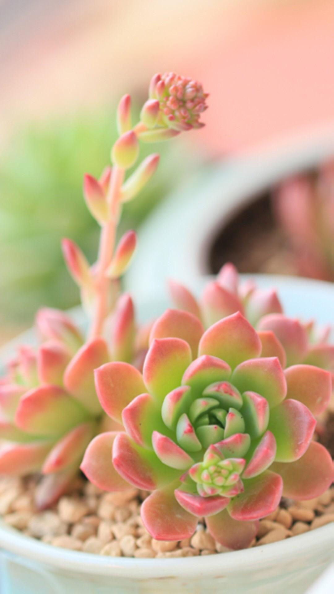 最新多肉植物，獨(dú)特的植物美學(xué)觀點(diǎn)探討