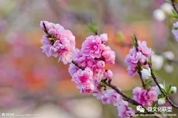 科技巔峰之作桃花開啟未來生活新紀元，最新章節(jié)預覽