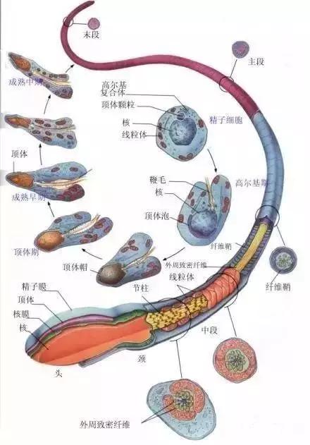 窩精子最新，小巷中的秘密風(fēng)味探索