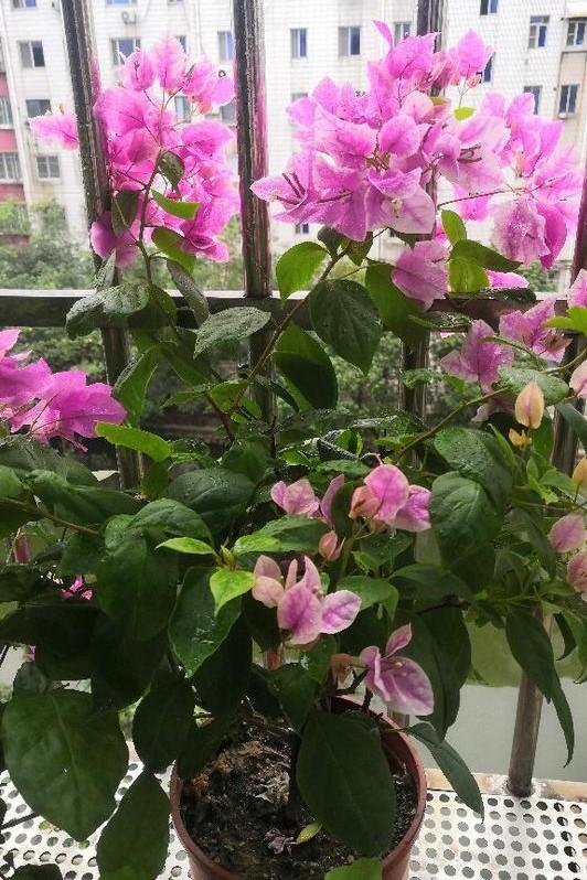 小巷深處的獨(dú)特花語，最新殘花之美