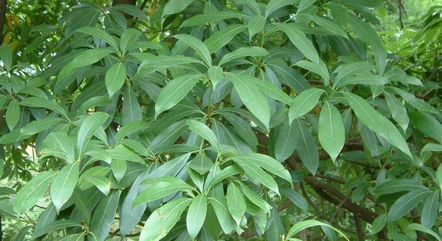 南山楠最新，自然美景的輕松探索之旅