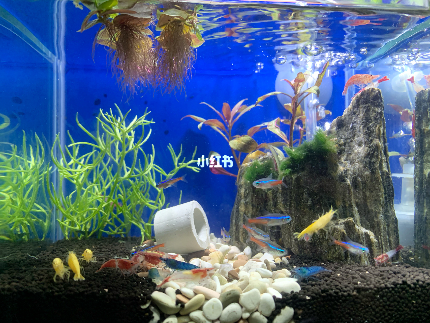 最新魚缸圖片，水族美學的時代變遷欣賞
