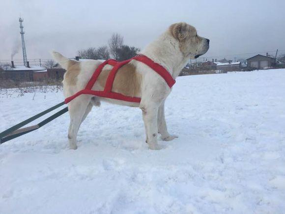 中亞犬，小巷深處的神秘秘境探索