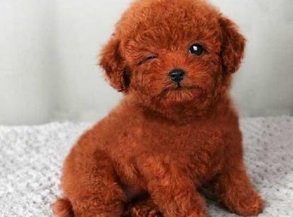 最新小鹿犬，趣事不斷，傳遞溫馨友誼與愛的小使者