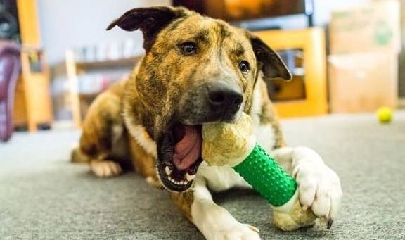 犬類智慧與人類勵(lì)志，最新狗狗新聞聚焦