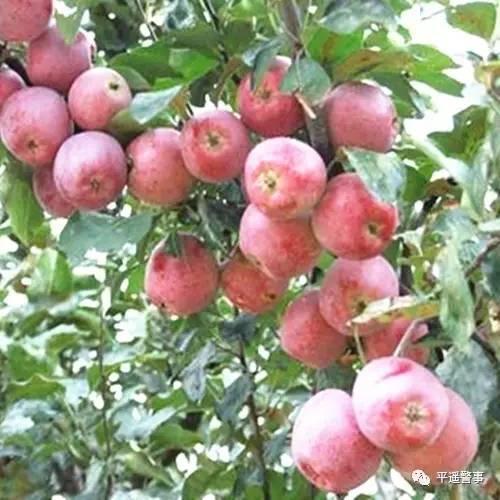 西太后愛心包最新系列，時尚與慈善的完美結(jié)合，展現(xiàn)獨特魅力風采