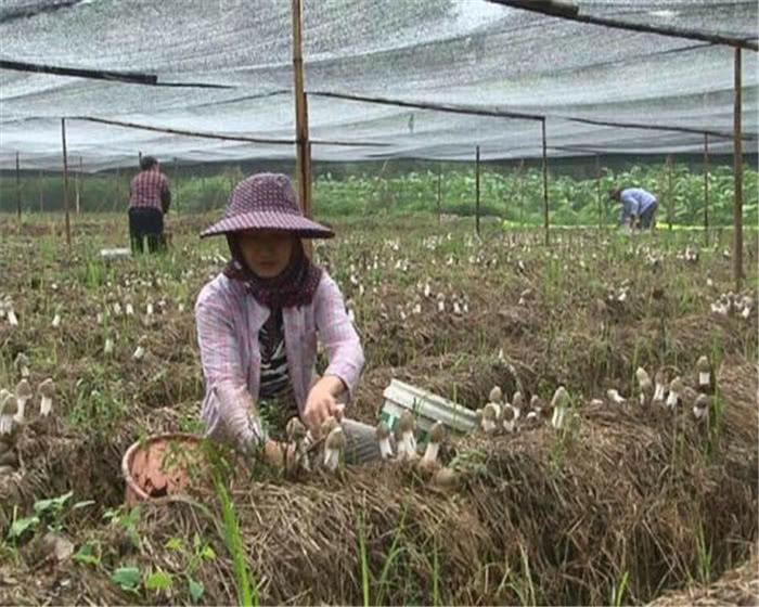 食用菌最新讀音及其背景、發(fā)展與地位概述