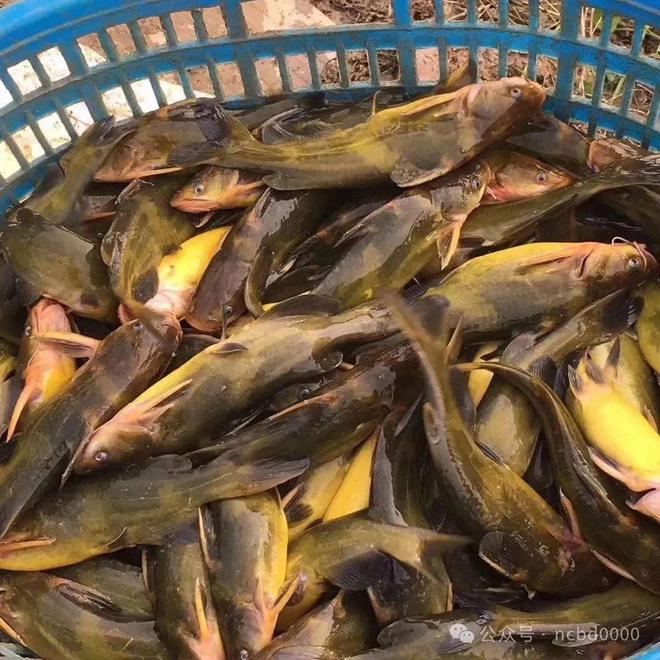 黃顙魚最新報價大全，專業(yè)指南與實時更新